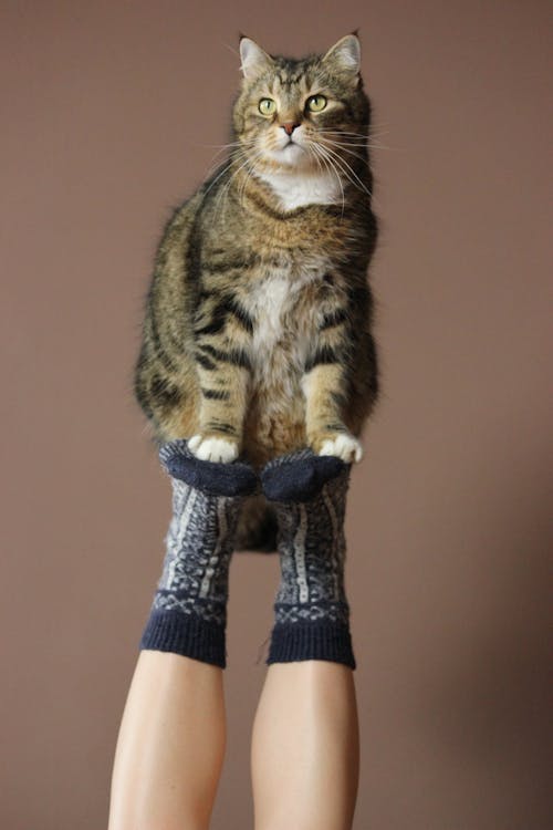 Short-fur Black and Brown Cat