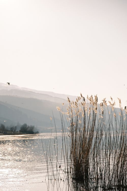 Scenic Reeds Scenic Lakeside View with Tall Reeds at Sunrise · Free Stock Photo
