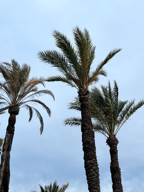 Free Majestic palm trees reach towards the sky, set against a calm blue backdrop. Stock Photo