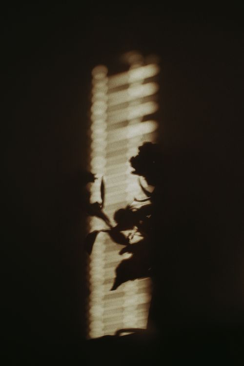 Free Shadow of a plant creates a dramatic silhouette against softly lit window blinds. Stock Photo