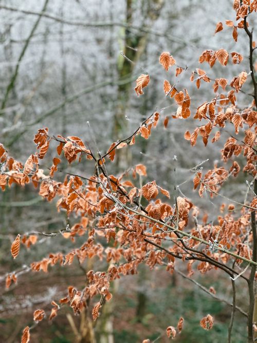 Free Close-up of frosted brown leaves on a tree branch in a winter forest. Stock Photo