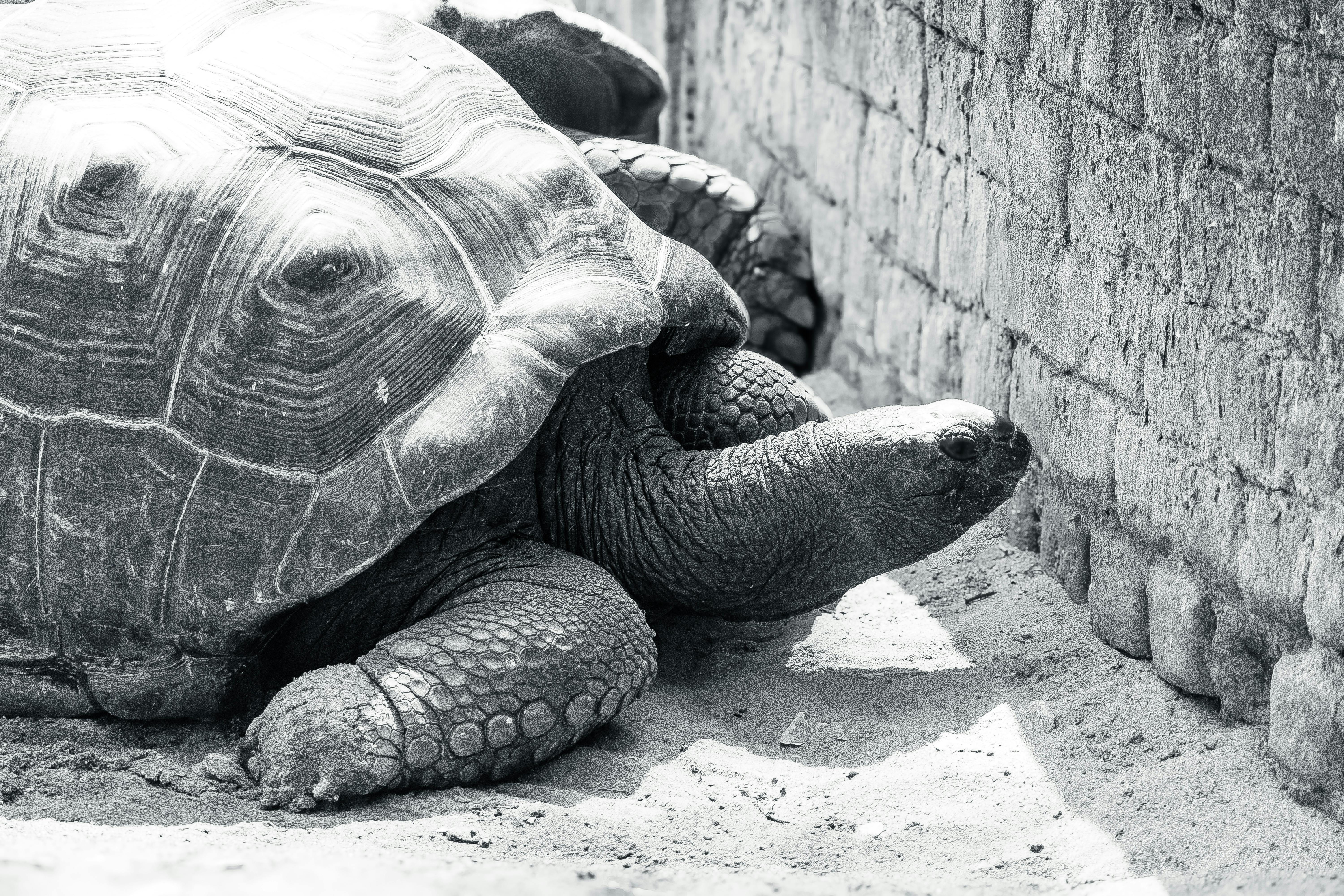 Black and white image of a giant tortoise resting against a stone wall in an outdoor setting.