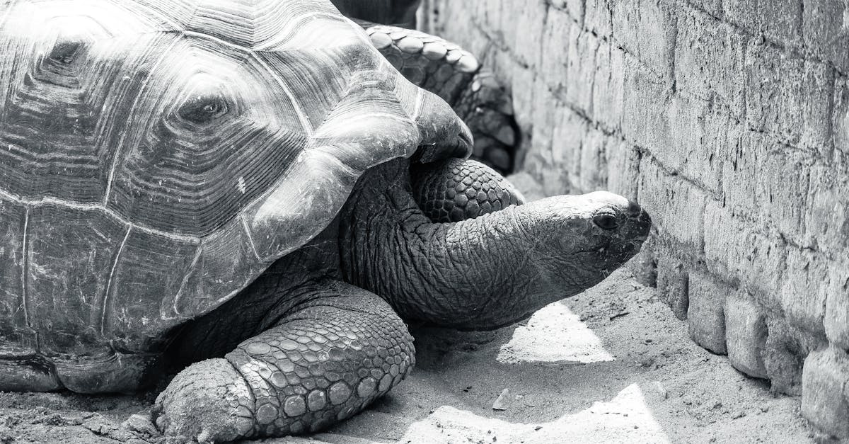Black and white image of a giant tortoise resting against a stone wall in an outdoor setting.