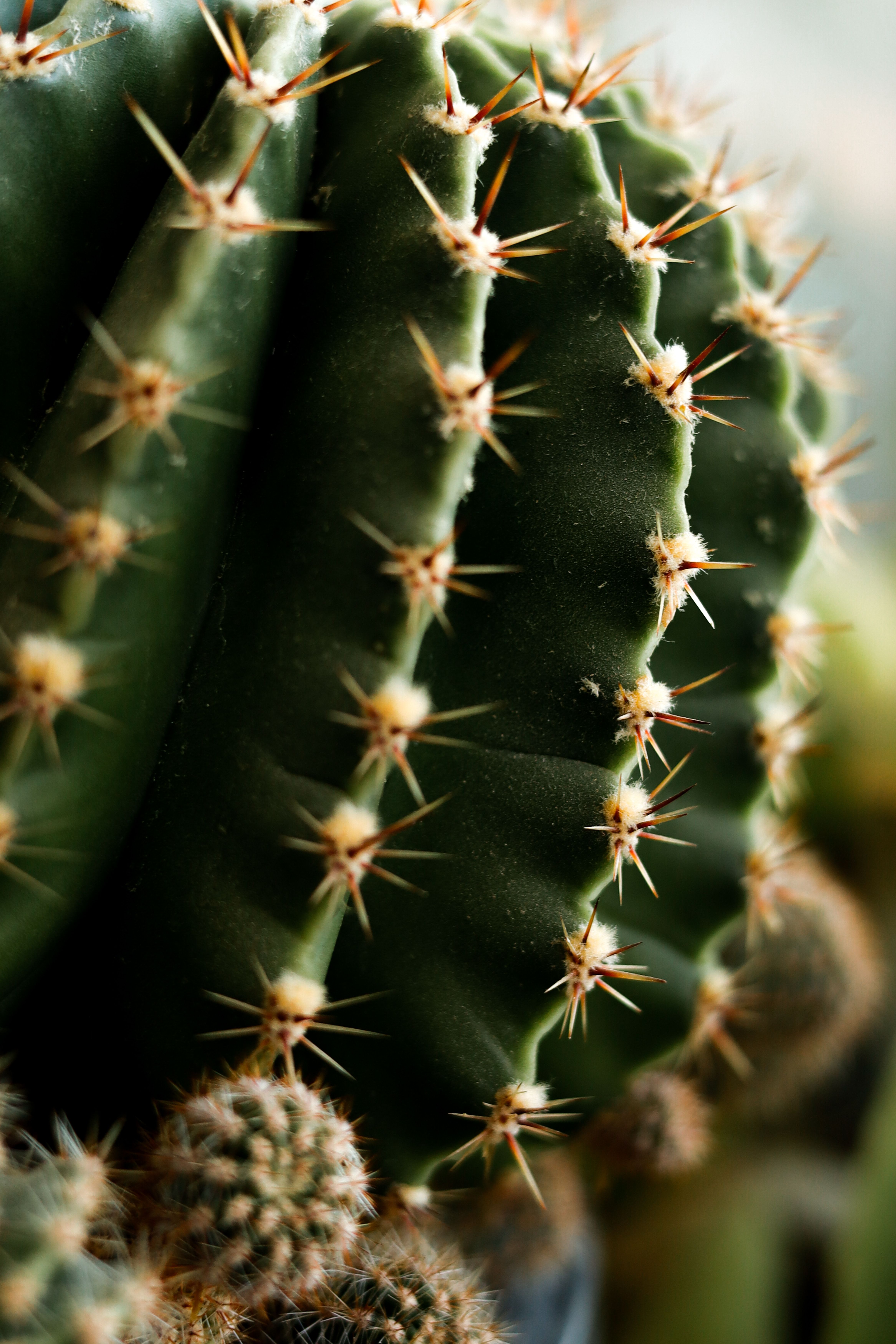 4.000+ Stacheliger Kaktus Bilder und Fotos  Kostenlos Downloaden  Pexels  Stock-Fotos