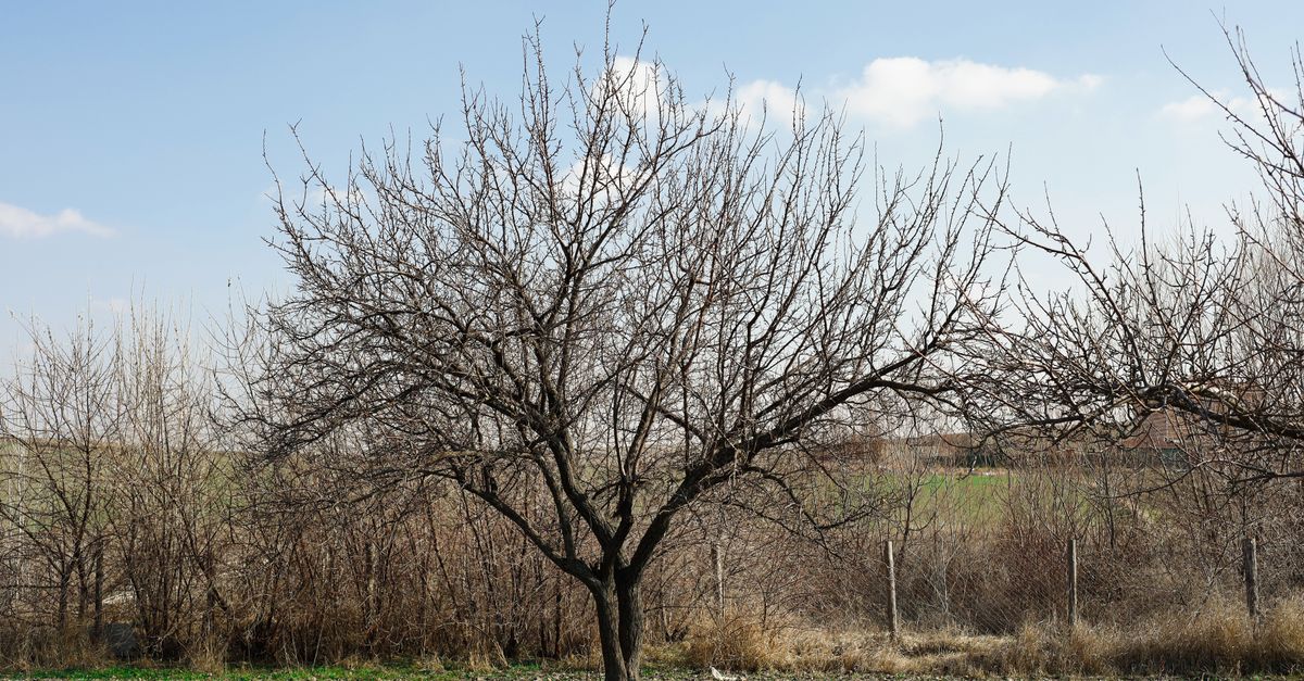 A solitary tree without leaves stands in a winter rural landscape under a clear blue sky.