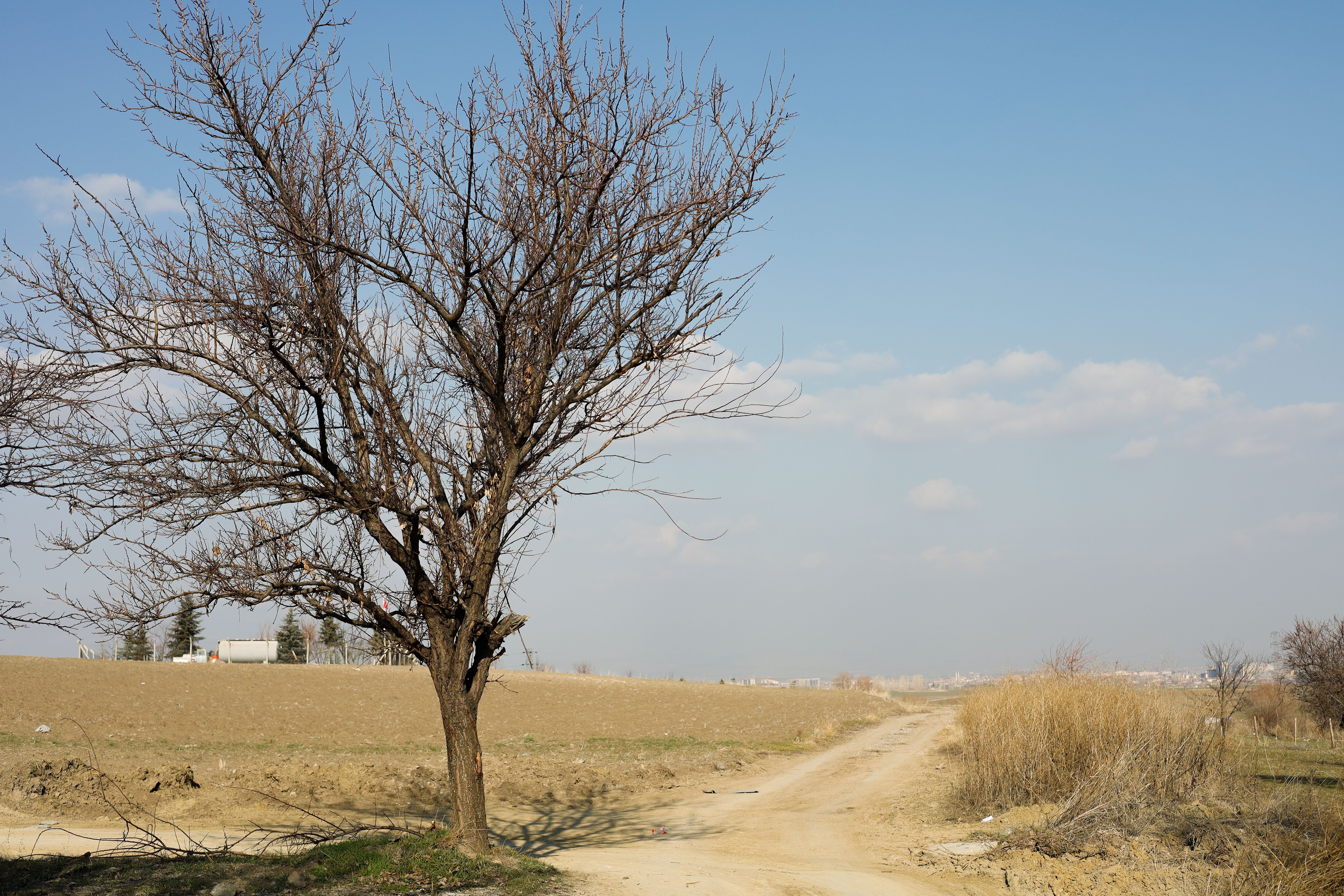 Árbol Solitario En Un Camino Rural De Tierra Bajo Un Cielo Azul · Foto ...