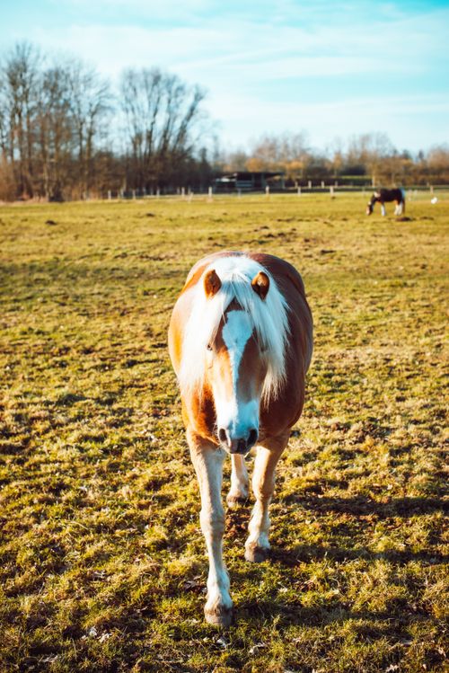 Free A brown horse with a white mane walks in a sunny field during springtime. Tranquil scene. Stock Photo