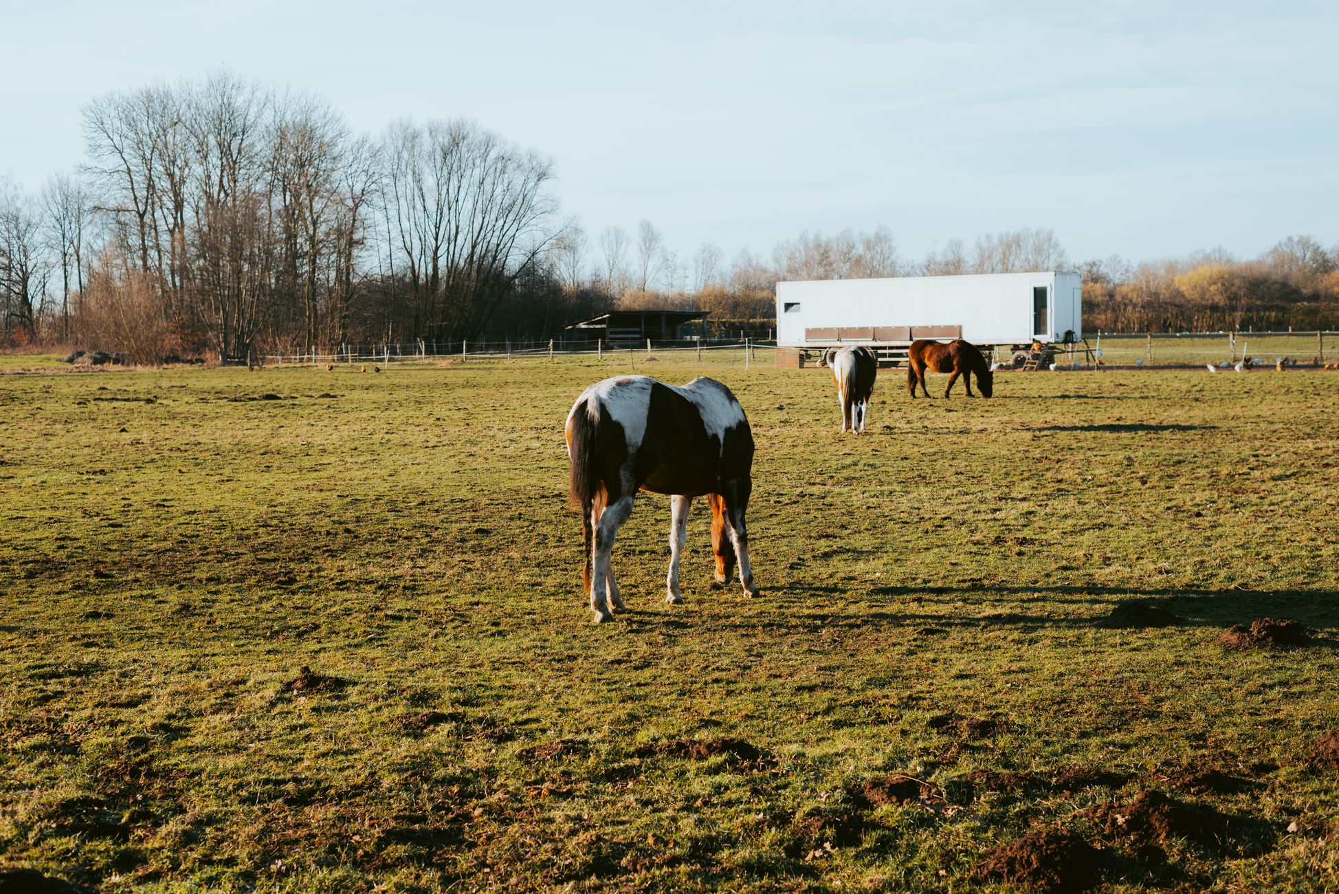 Nieuw plan voor camping voor paardeneigenaren in Rijsbergen