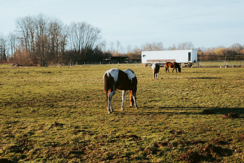 Pension pour chevaux à Afa