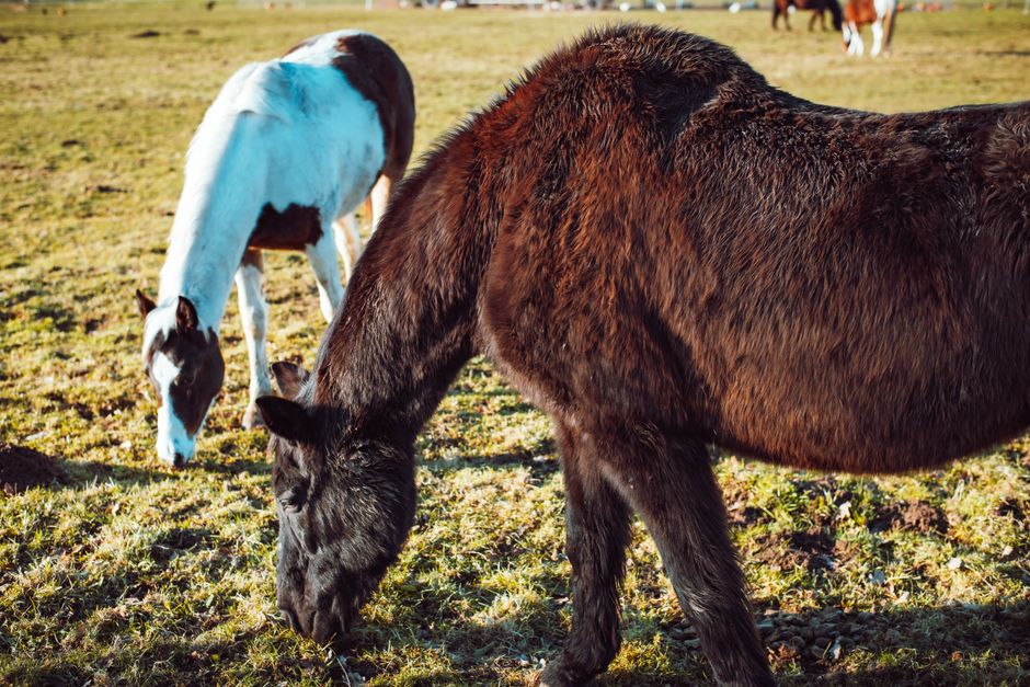 canker equine