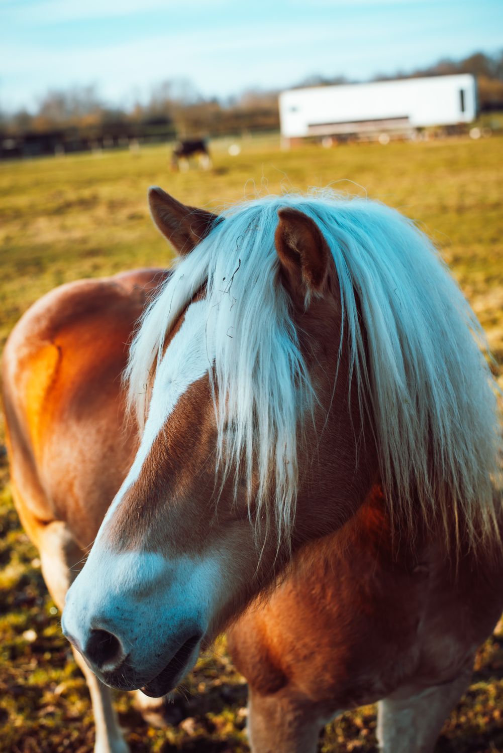Majestic Brown Horse in Sunlit Pasture · Free Stock Photo