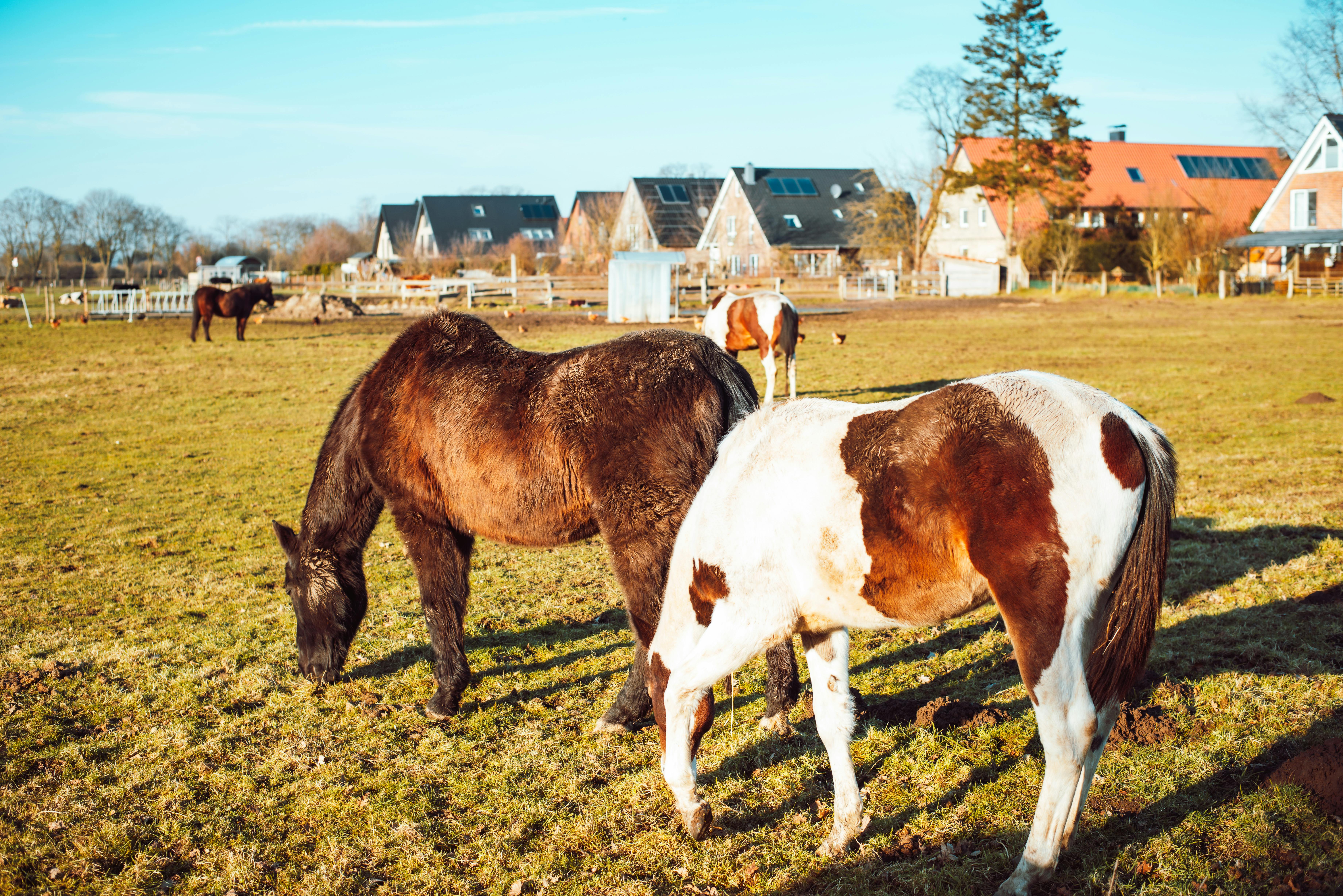 Two horses in a sunny countryside field adjacent to village houses.