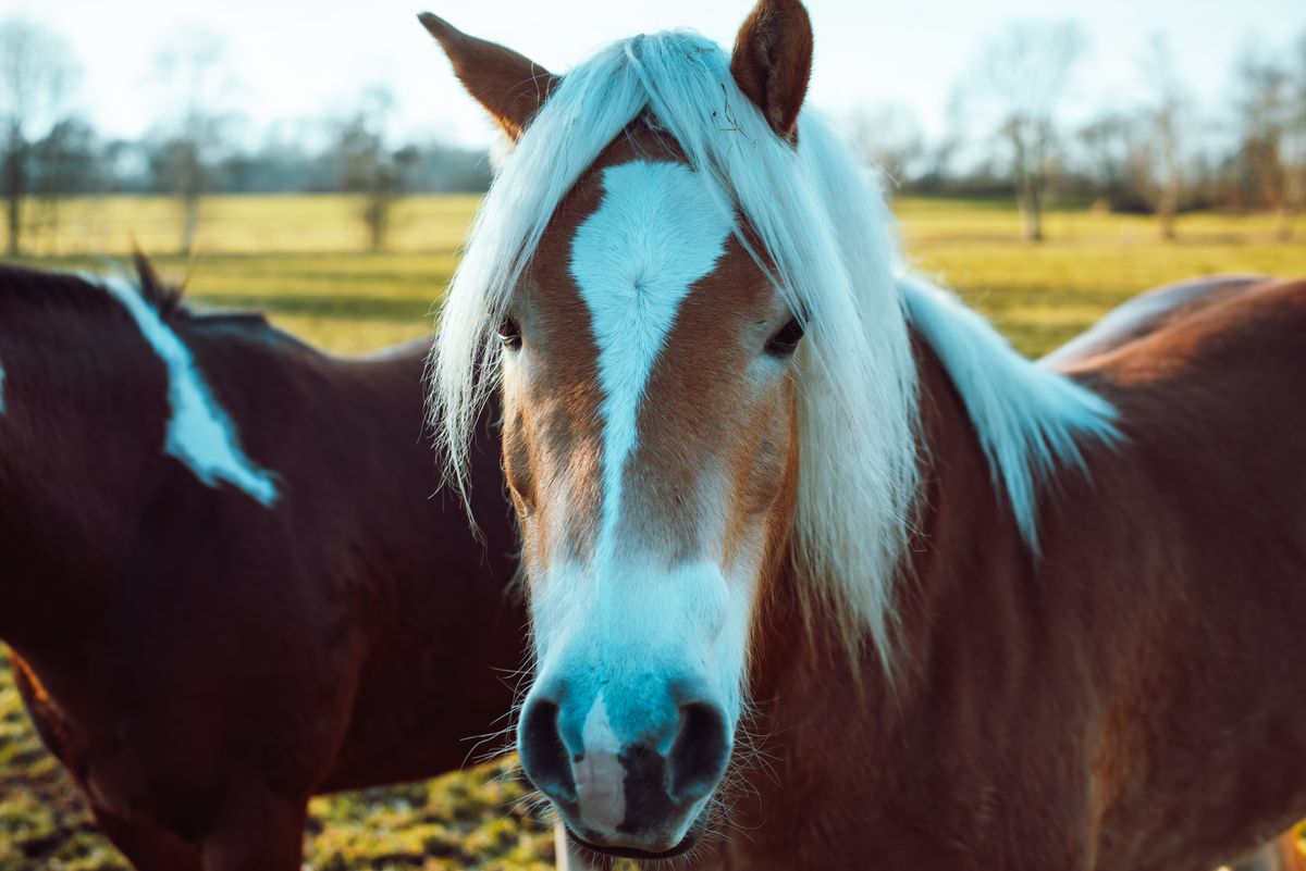 Brown and White Horse on Grass Field · Free Stock Photo