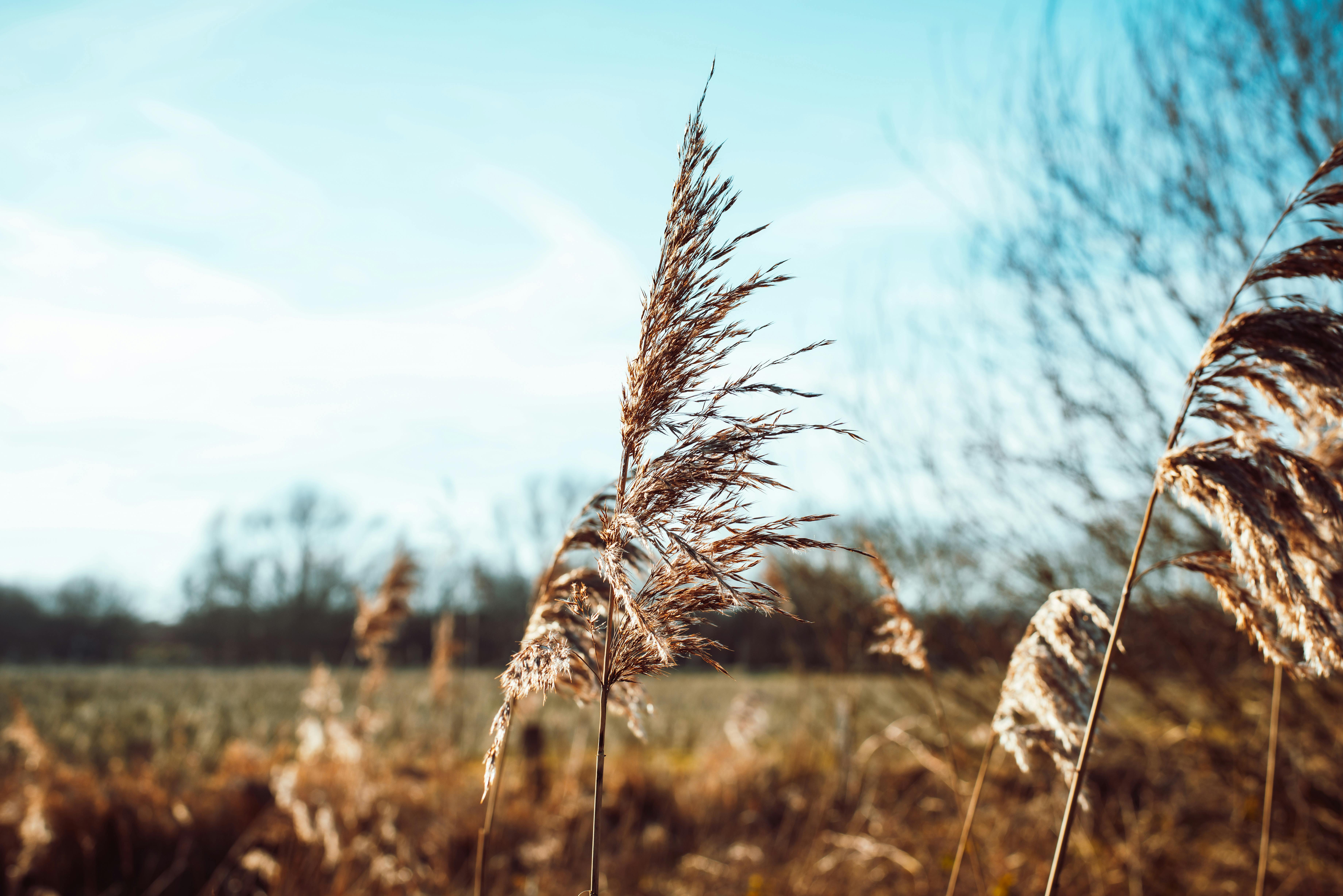 serene wheat field against clear blue sky