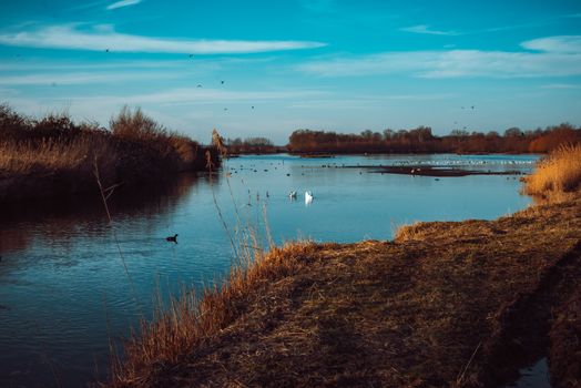 Tranquil river scene with swans, lush greenery, and a bright blue sky, capturing nature's serene beauty.