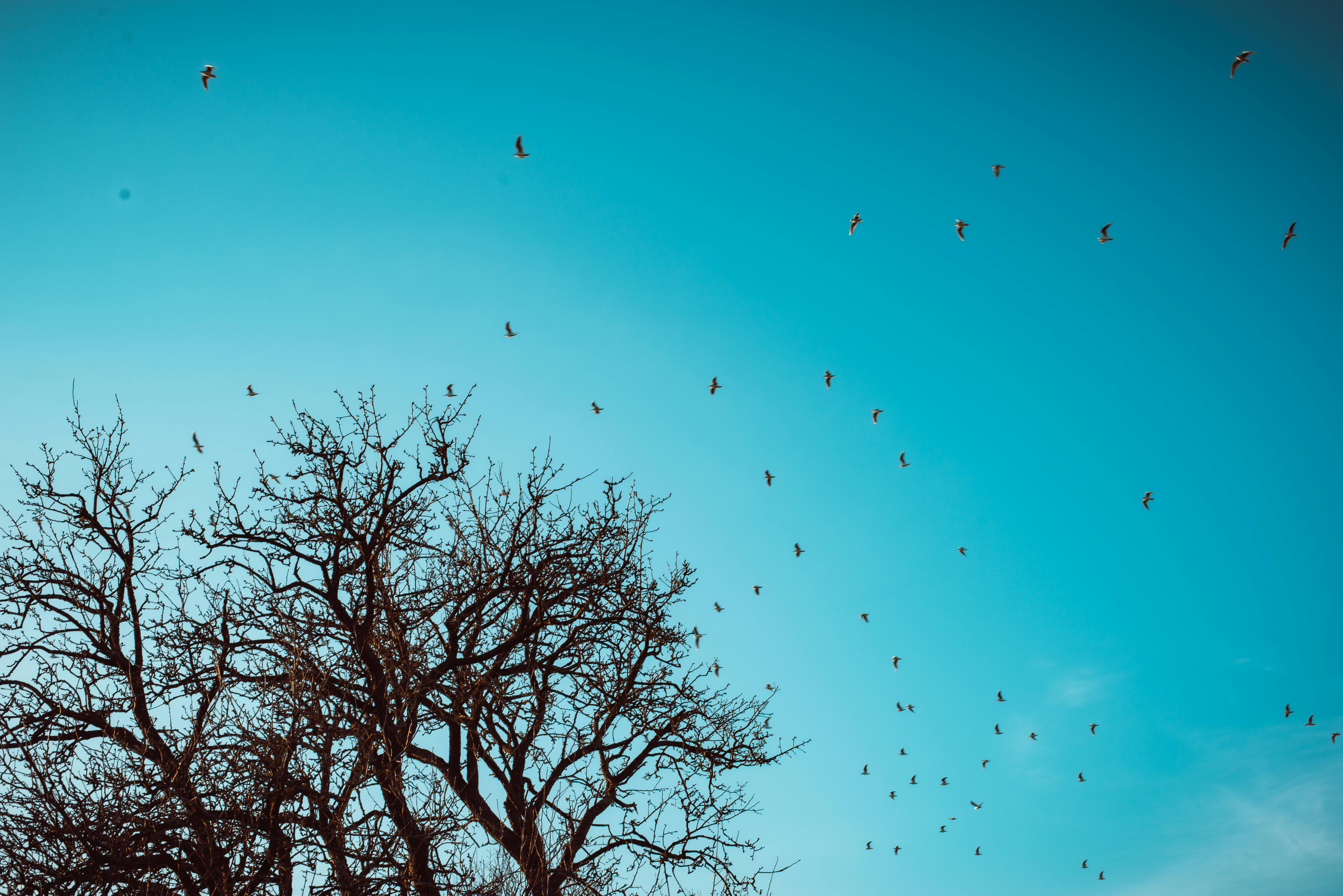 A serene scene of leafless trees and a flock of birds flying in a clear blue sky.