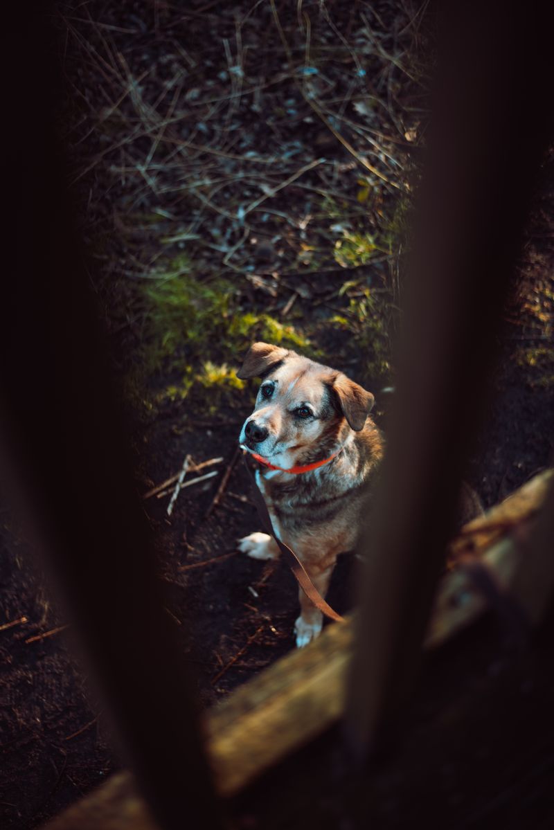 Dog walking down a path in the woods