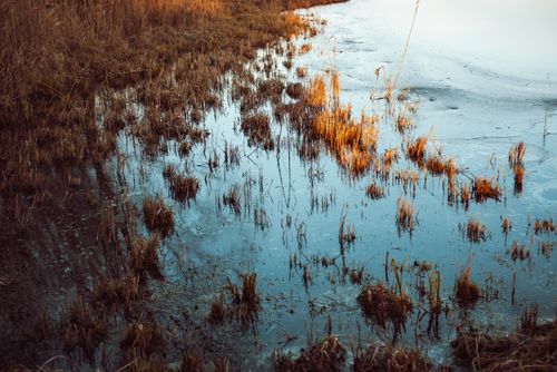 Free Serene image of marshland with reflecting water and dry grass at sunset. Stock Photo
