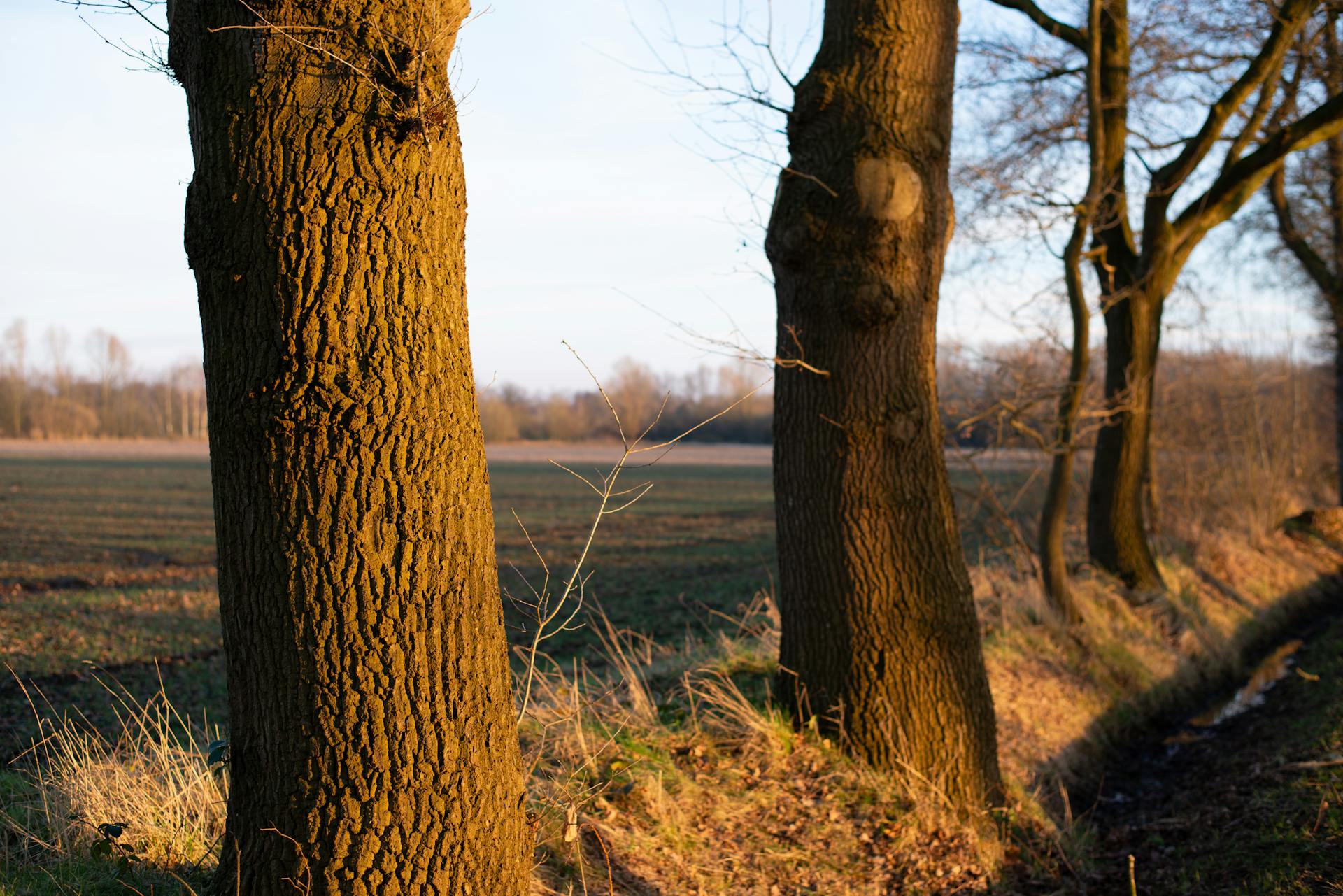 Trees along a field edge basking in golden hour light, showcasing nature's textures.