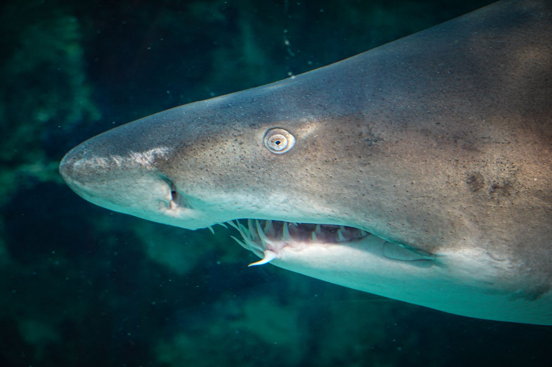 Great White Shark in Mediterranean Sea Captured in Rare Footage