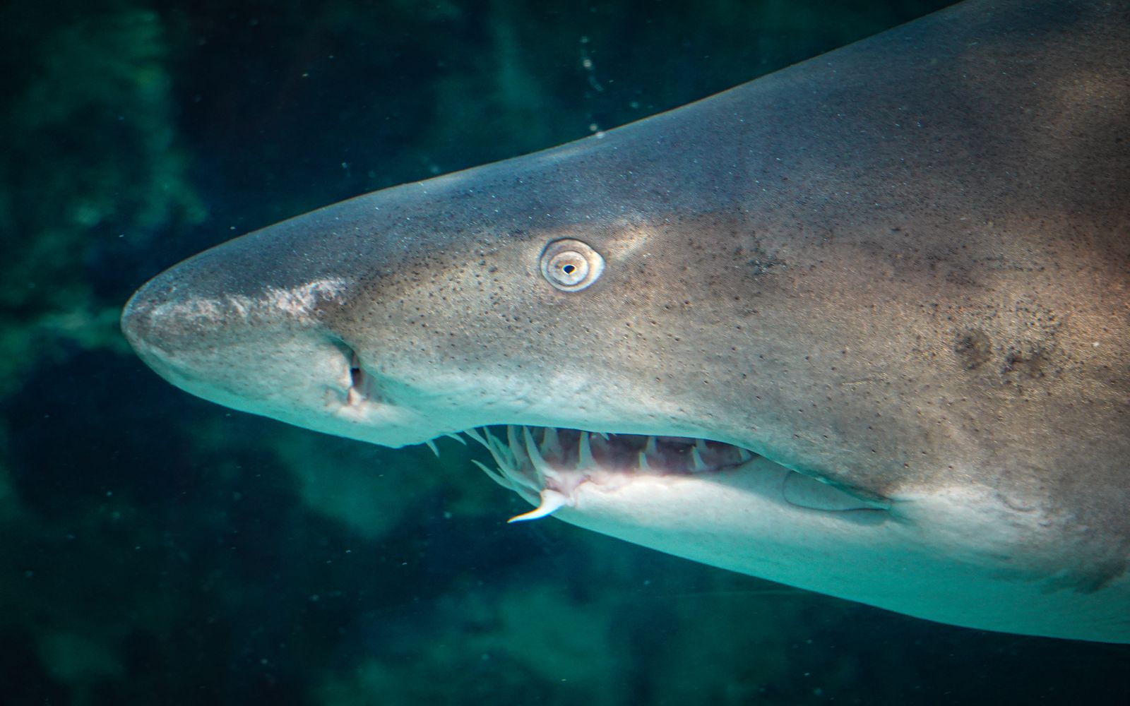 Shark cage diving: the honest take