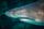 great white shark