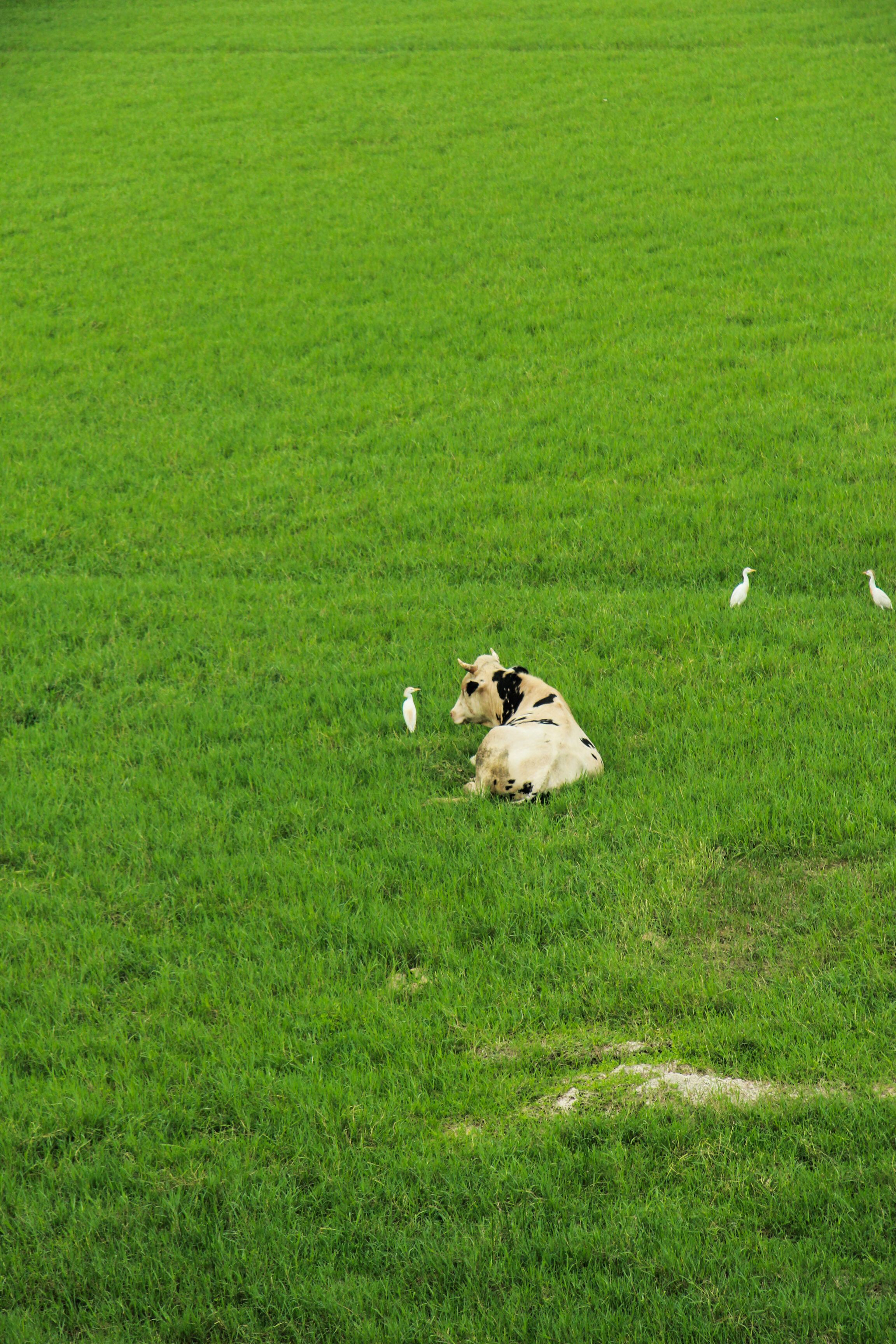 Cow and Birds Relaxing in Lush Green Field · Free Stock Photo