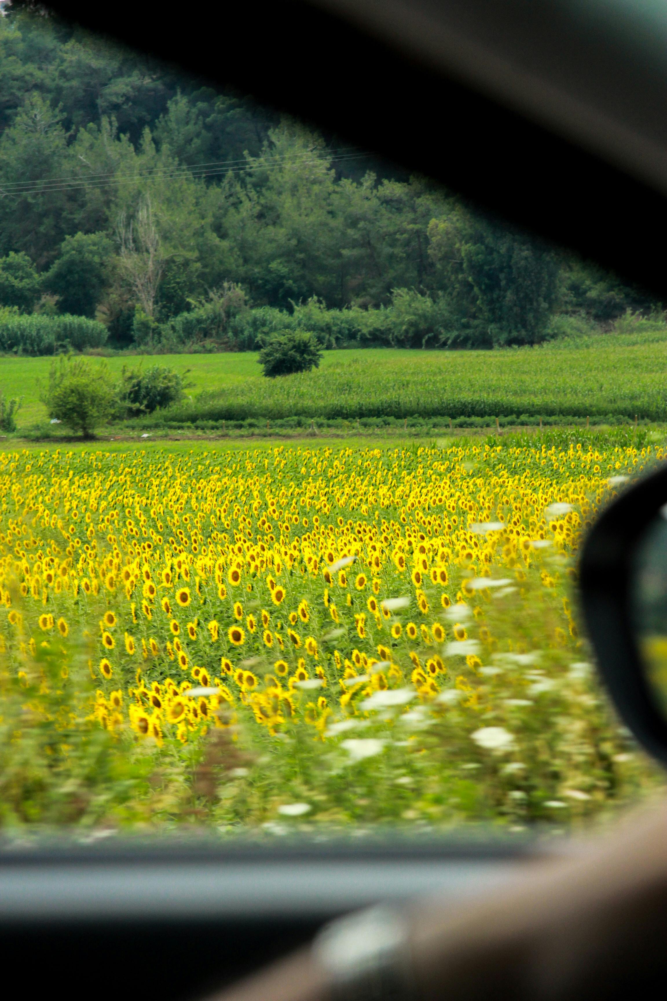 View of a sunflower field in Türkiye from inside a car, highlighting vibrant landscapes.