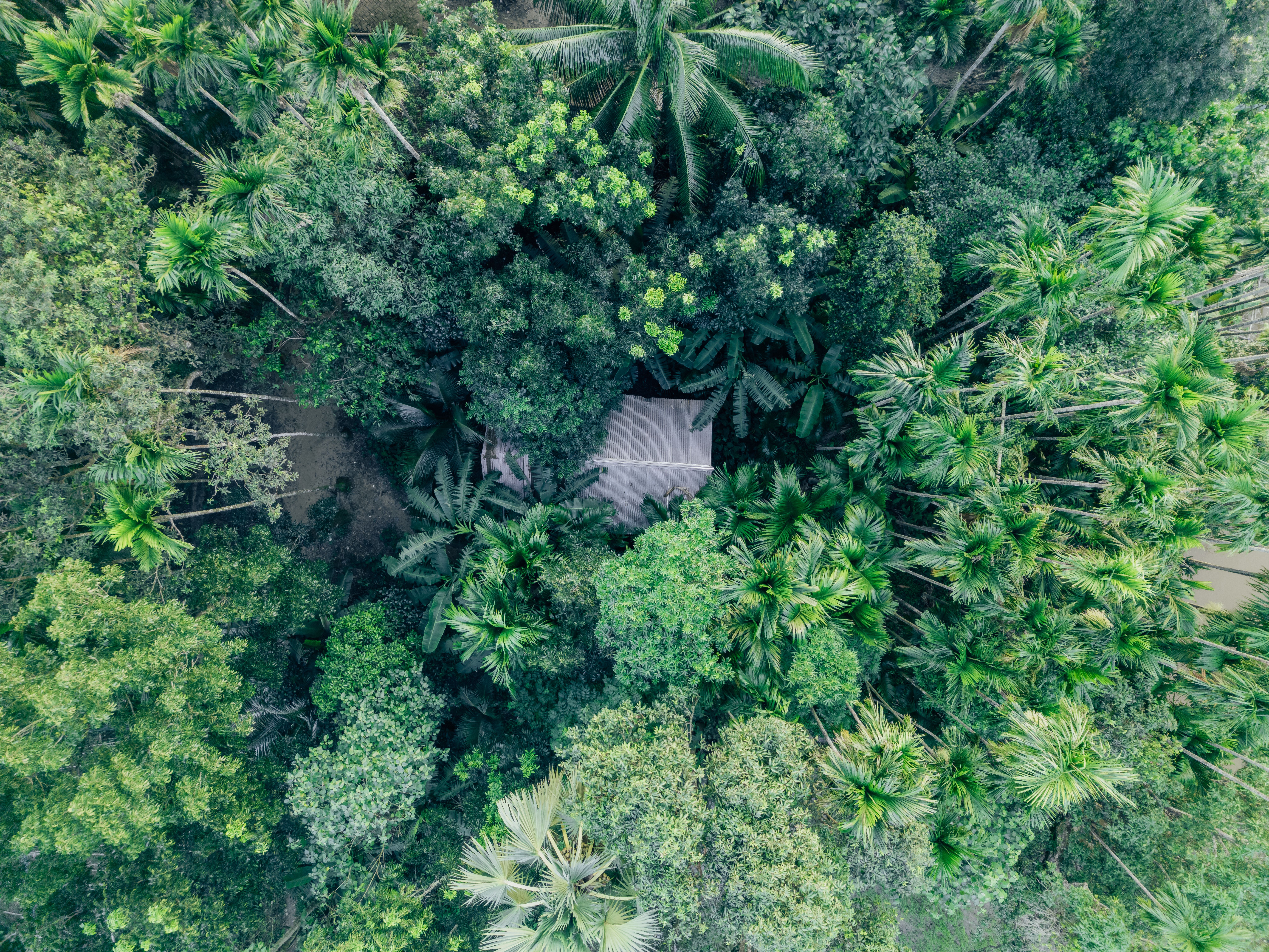 Vue de haut en bas d'une verdure dense avec une maison cachée parmi les arbres, capturant l'essence de l'isolement.