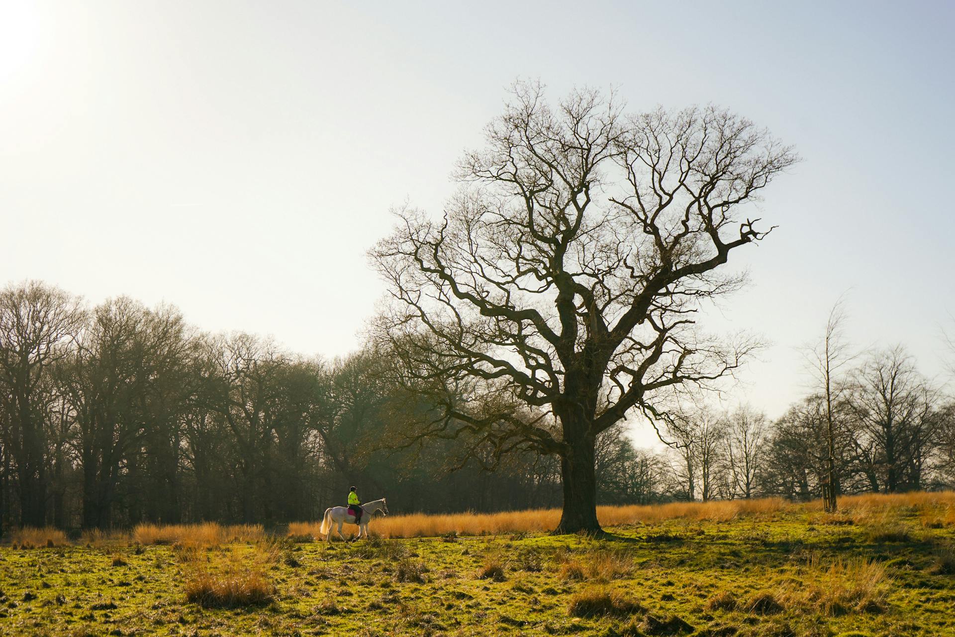 A lone horse rider passes by a large oak tree in a serene autumn meadow.