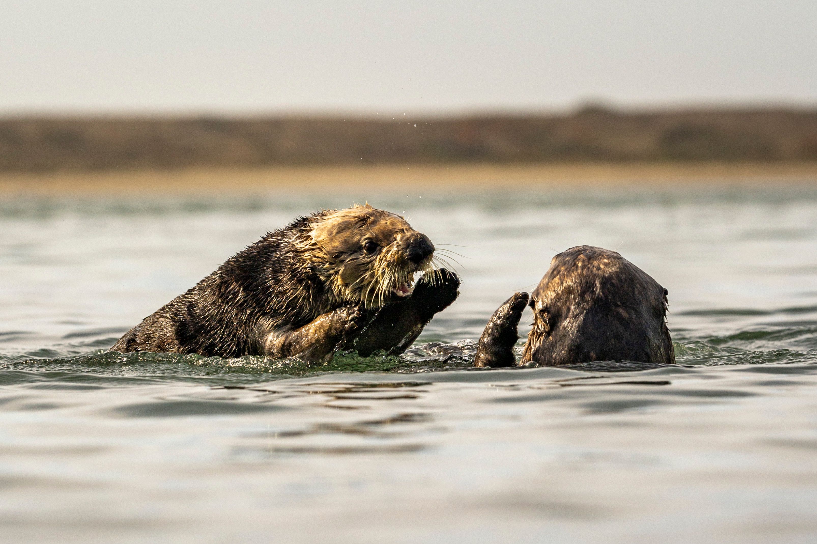 How Sea Otters Keep Kelp Forests Standing