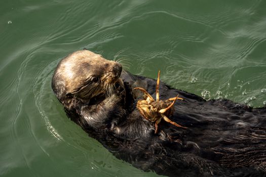 A playful sea otter floats in the ocean, holding a crab in its paws.