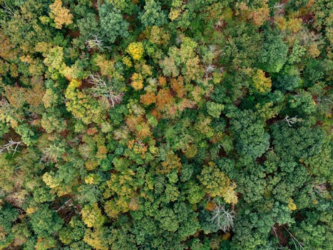 A stunning aerial view of a dense, colorful forest showcasing vibrant fall foliage.