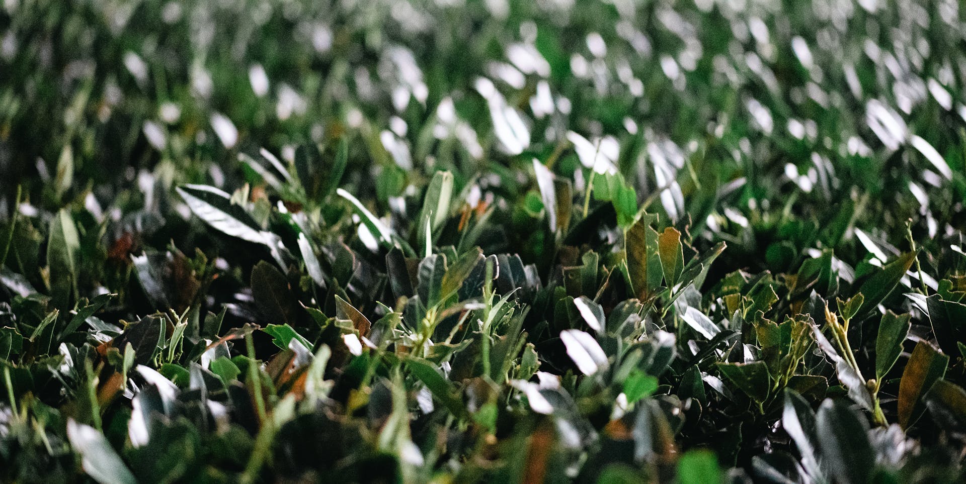 Close-up view of dense foliage.  No specific individuals or actions are discernible.  The image simply depicts a close-up view of a thick, overgrown hedge or bush, showcasing the intricate...