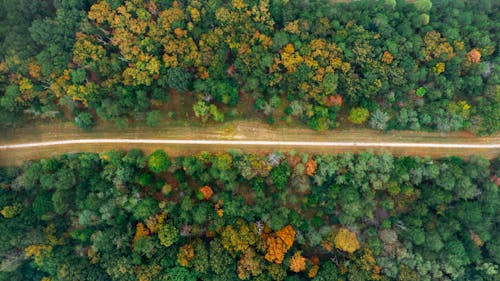 녹색 나무 사이의 도로 하이 앵글 사진