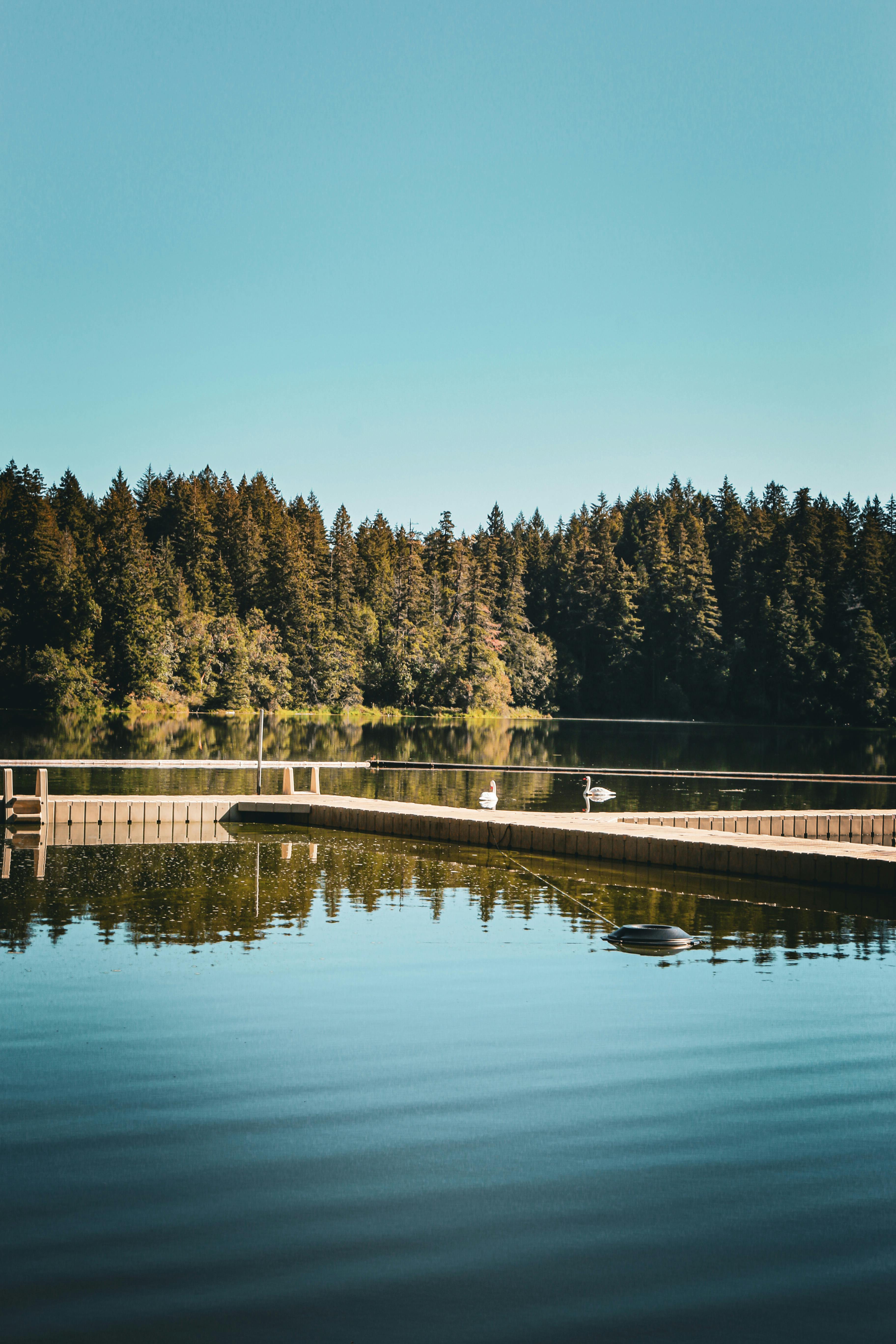 A peaceful lakeside view with a wooden dock reflecting in calm waters, surrounded by lush forest.
