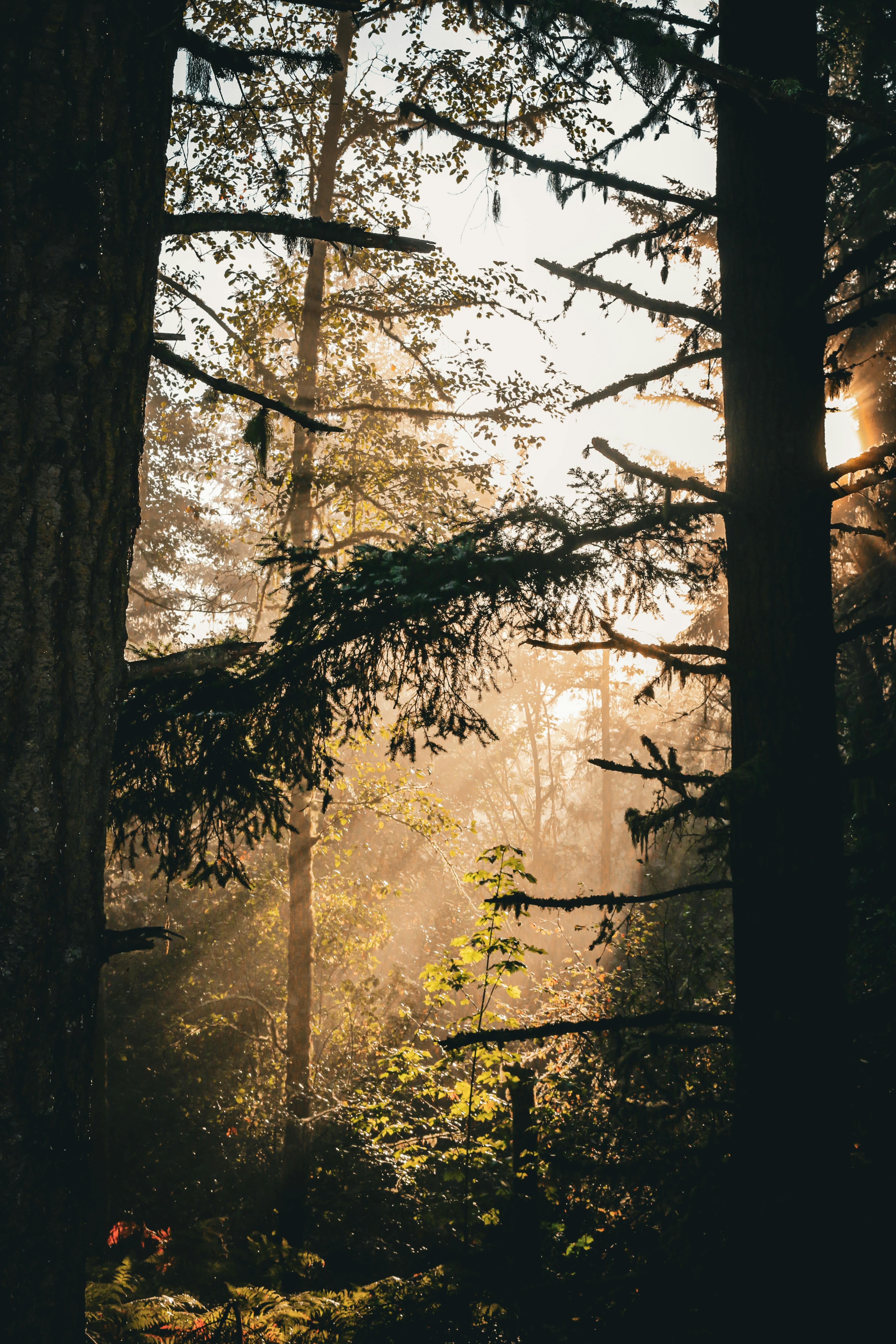 Sunlight streaming through trees creates a mystical ambiance in the forest.
