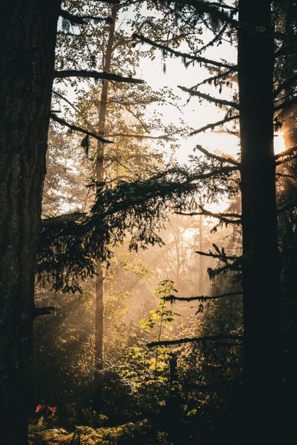 Sunlight streaming through trees creates a mystical ambiance in the forest.