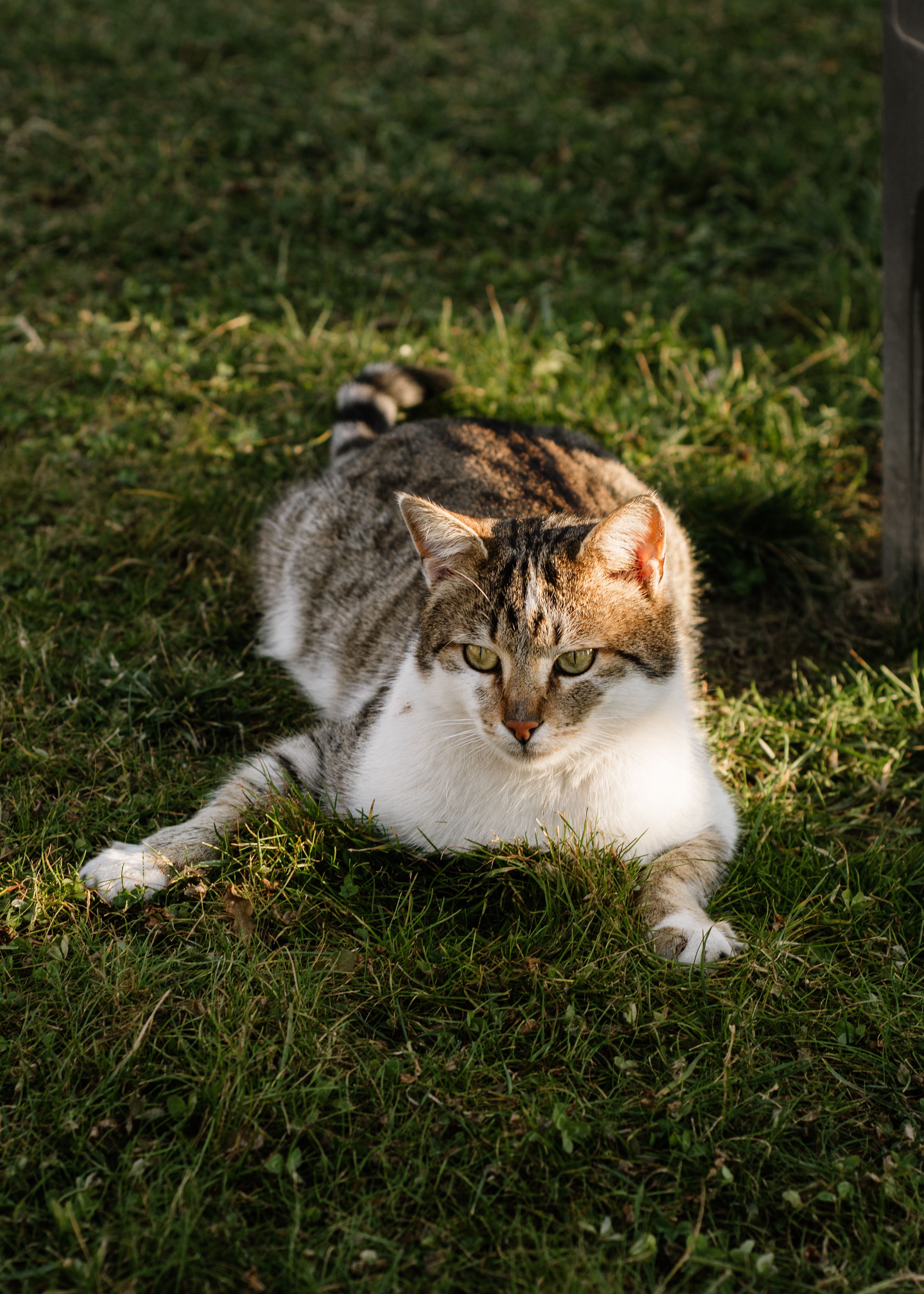 Tabby Cat Relaxing on Green Grass in Sunlight · Free Stock Photo
