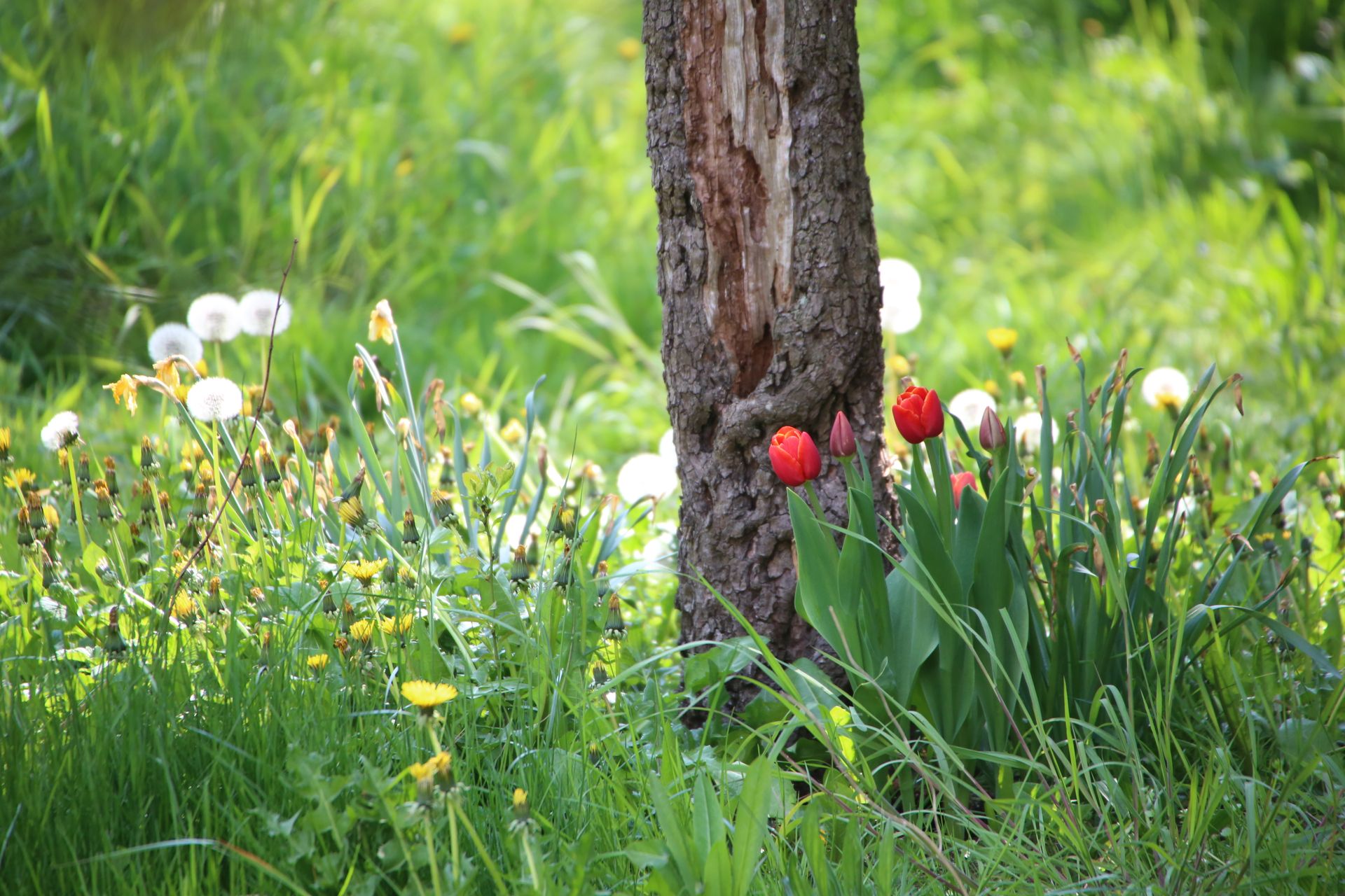 Vibrant spring meadow with tulips and dandelions beside a tree trunk, lush greenery.