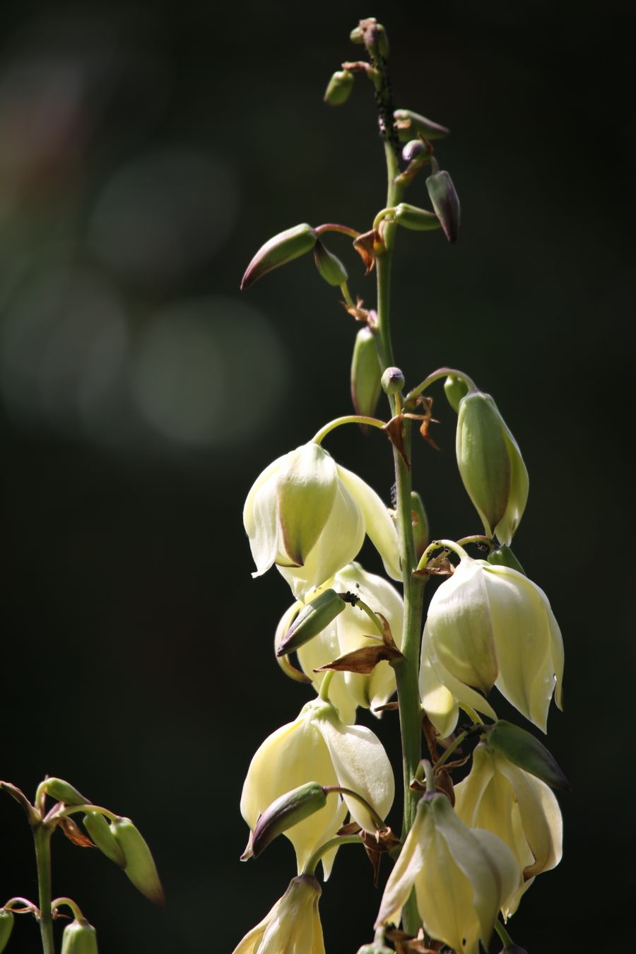 Tall flowering plant with bell-shaped blooms against a dark background
