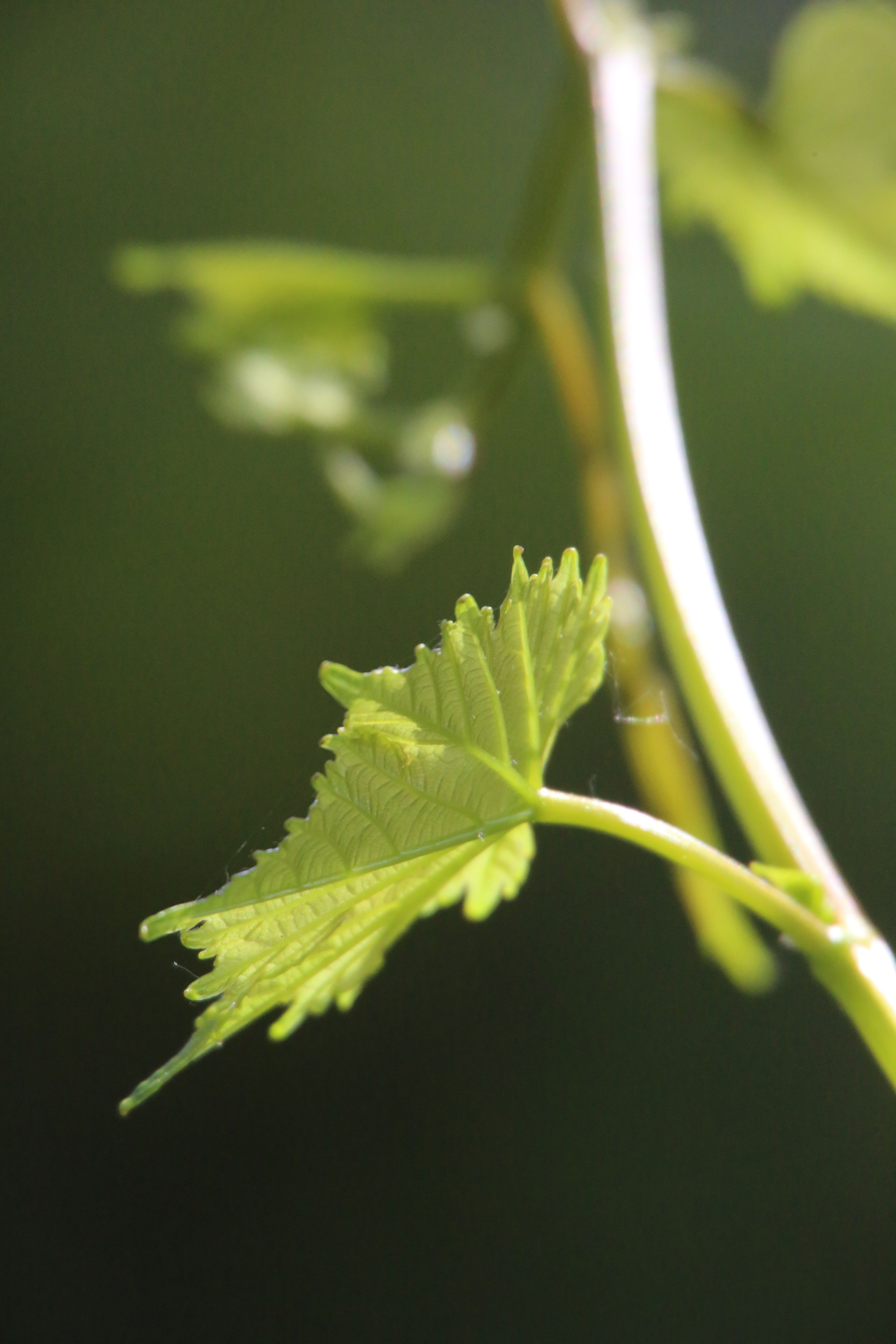 Detailed shot of a sunlit green vine leaf against a blurred background.