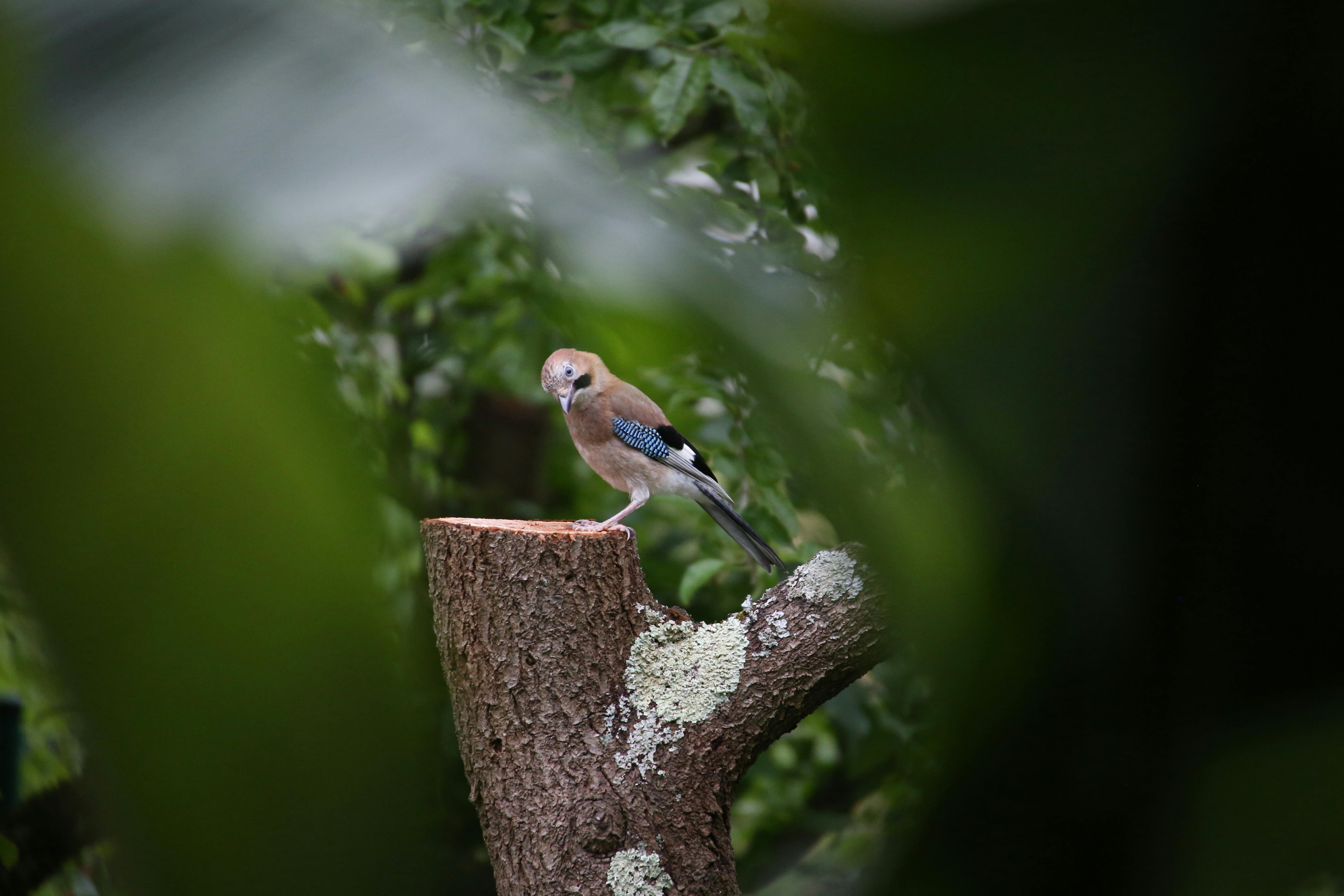 Close-up of an Eurasian Jay perched on a tree stump in a lush green forest.