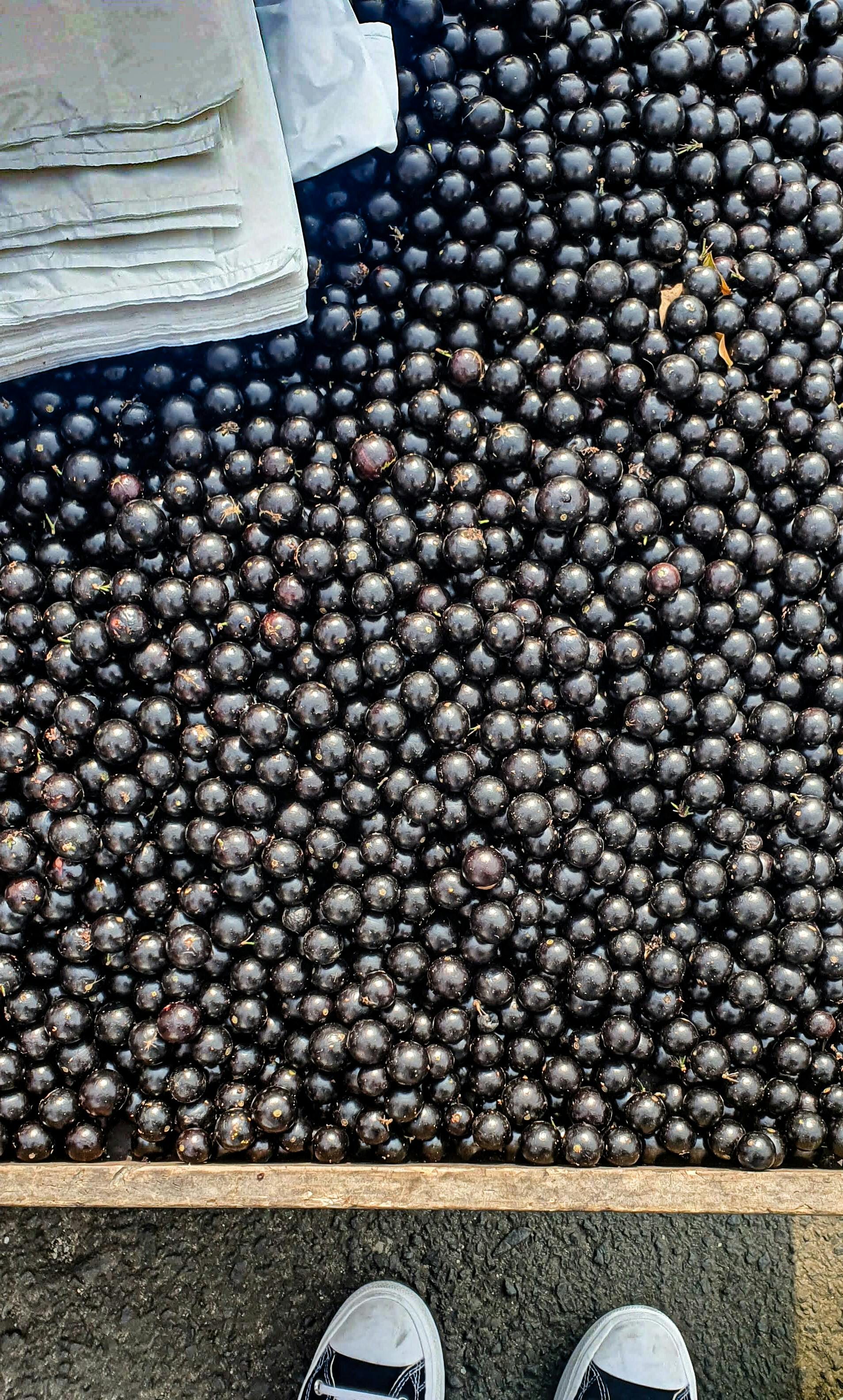 3.000+ melhores imagens de Açaí · Download 100% grátis · Fotos