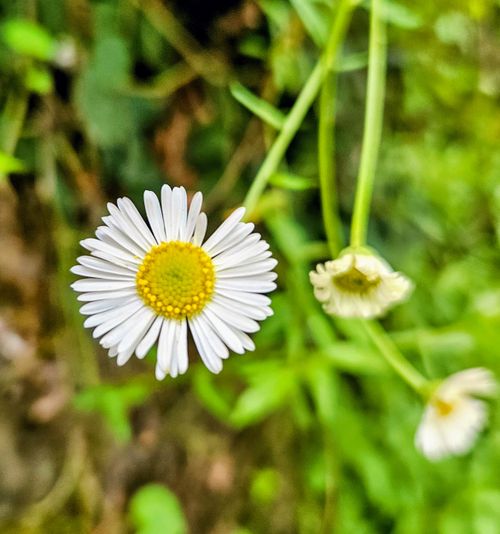 Free Detailed close-up of a wild daisy flower against a blurred green background. Stock Photo