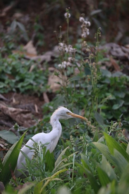 Cattle Egret In Lush Green Habitat Free Stock Photo cattle-egret-in-lush-green-habitat-free-stock-photo