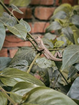 gecko photo
