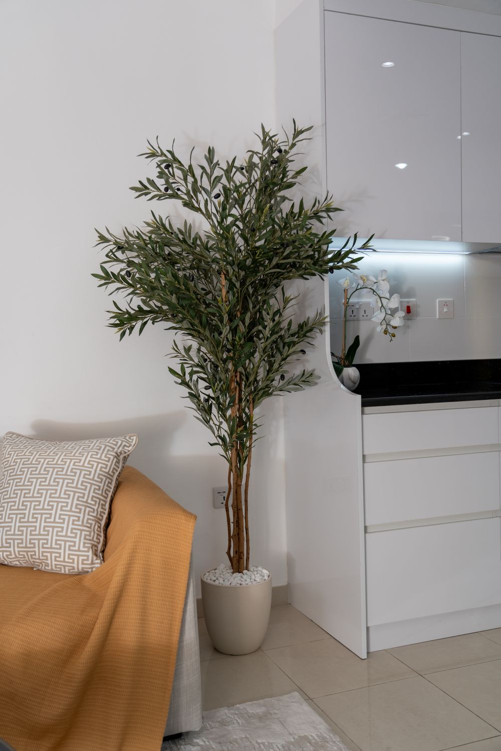 Modern Living Room with Indoor Olive Tree · Free Stock Photo