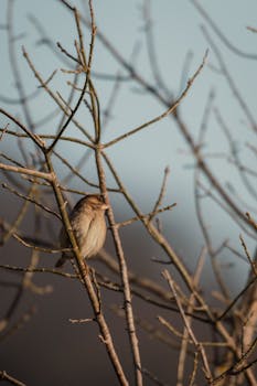 A sparrow sits peacefully on bare branches against a blue sky, capturing serenity in nature.