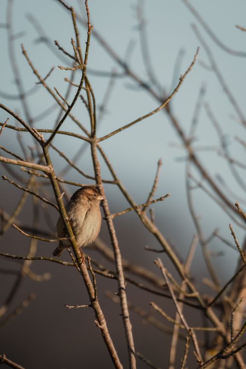 Free A sparrow sits peacefully on bare branches against a blue sky, capturing serenity in nature. Stock Photo